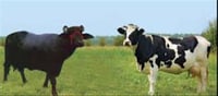 Has government taken steps to increase milch animals?